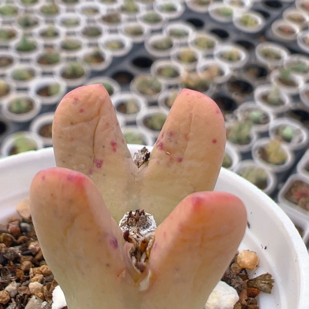 郭***?143多肉植物百科知识