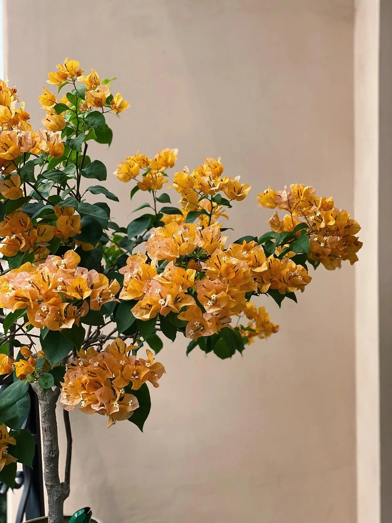 （加州黄金）三角梅扦插培育袋苗四季开花盆栽地栽庭院阳台包对版