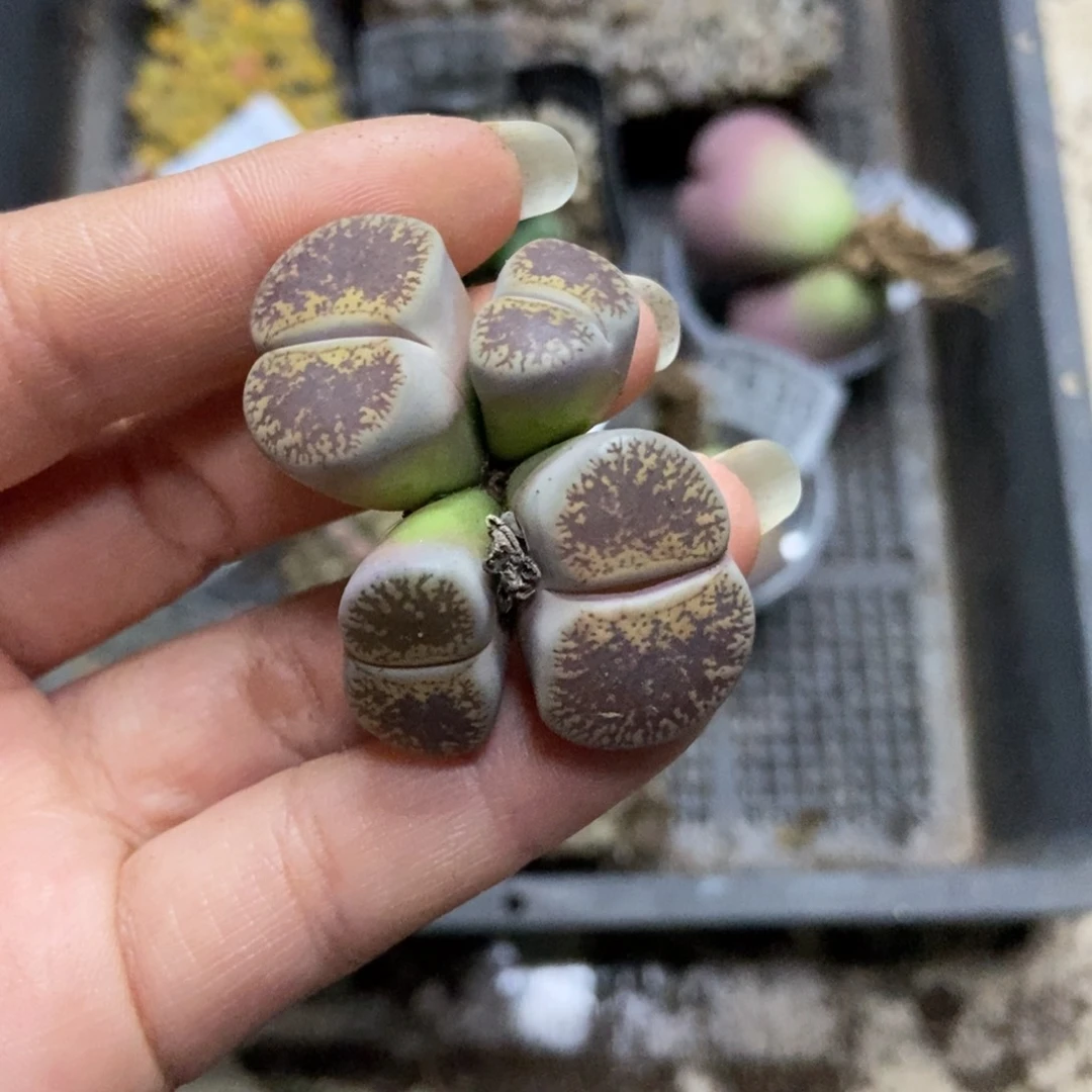 7632一颗紫熏母本