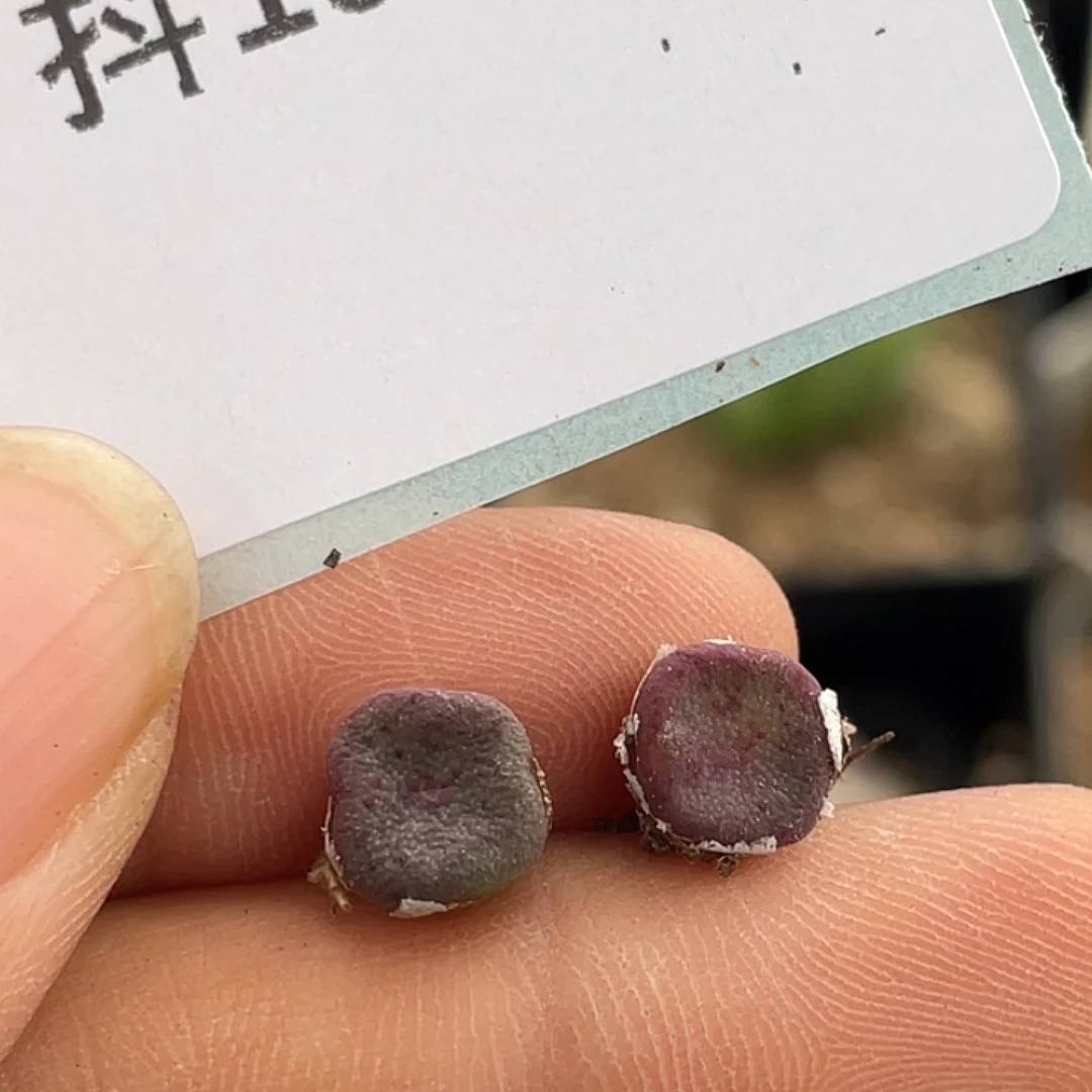 19-50方碗多肉植物