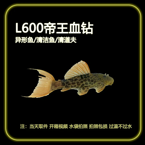 【顺丰发货】L600帝王血钻清道夫鱼底栖异形吃藻清洁鱼缸观赏鱼