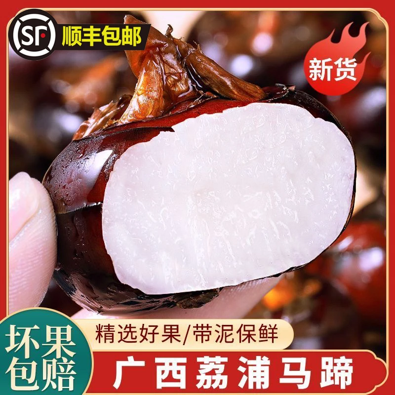 【顺丰】广西桂林马蹄新鲜现挖荸荠地栗清甜多汁化渣应季水果蔬菜