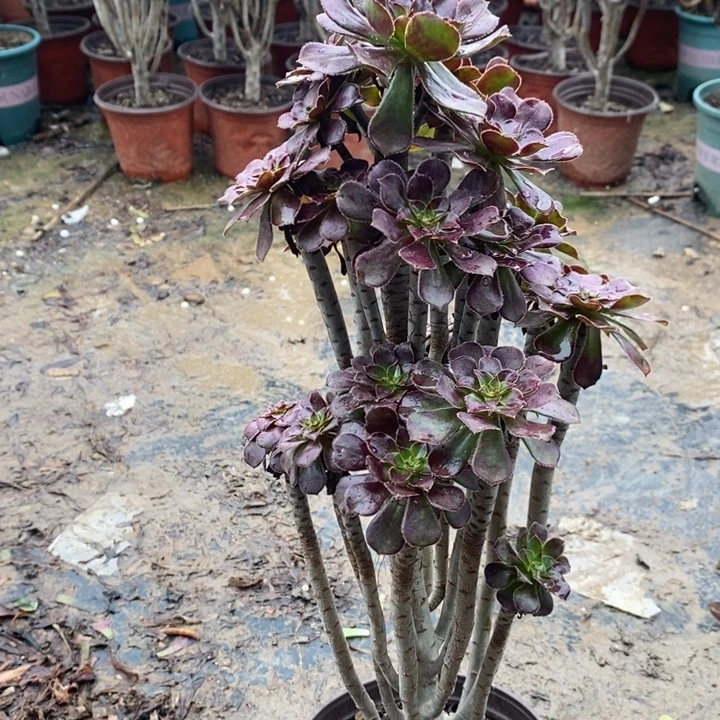 黑法多肉植物074