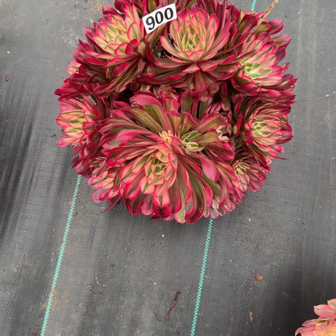 红铜白多肉植物精品900