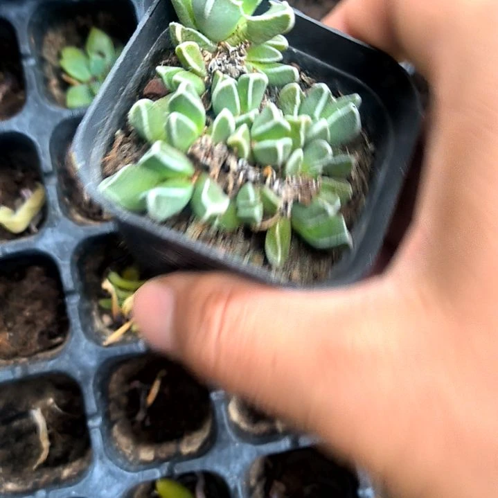 四海波老苗，满5元包邮