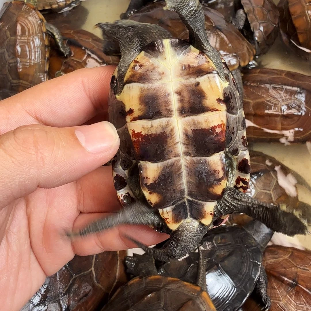 亲***罗绿毛龟母66666666666666