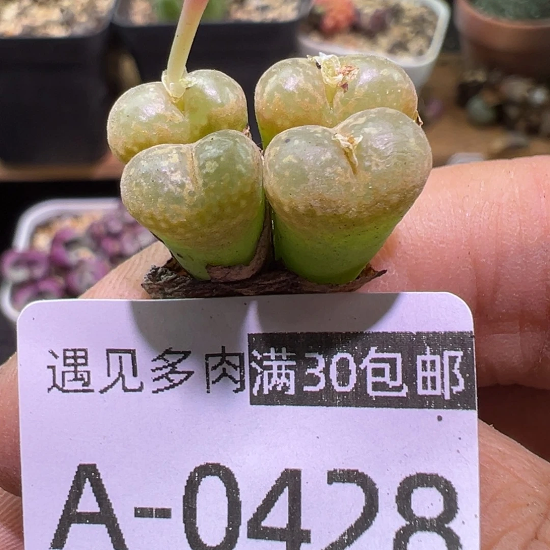 多肉植物11111111111