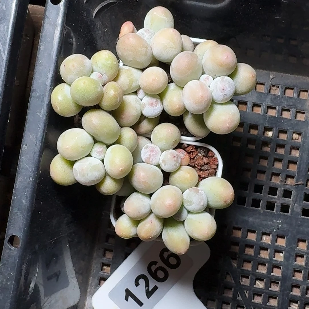 ?**MW专拍脱土米可奶