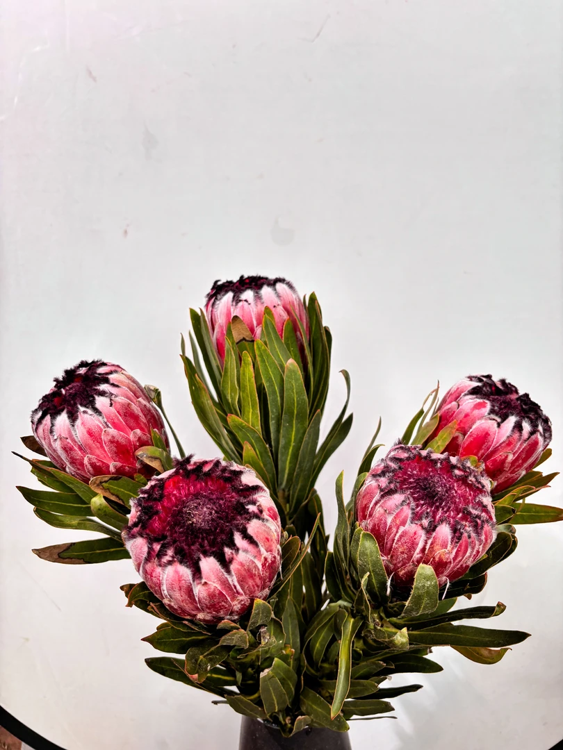 【五公主福利】南非进口花公主组合鲜花花束 顺丰包邮