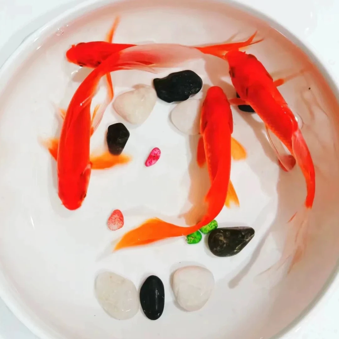 火焰红草金鱼今天新号价!保底90条!!!!