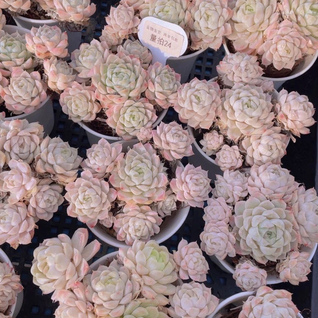 量拍24号手捧花白月影群生老桩6头起一个