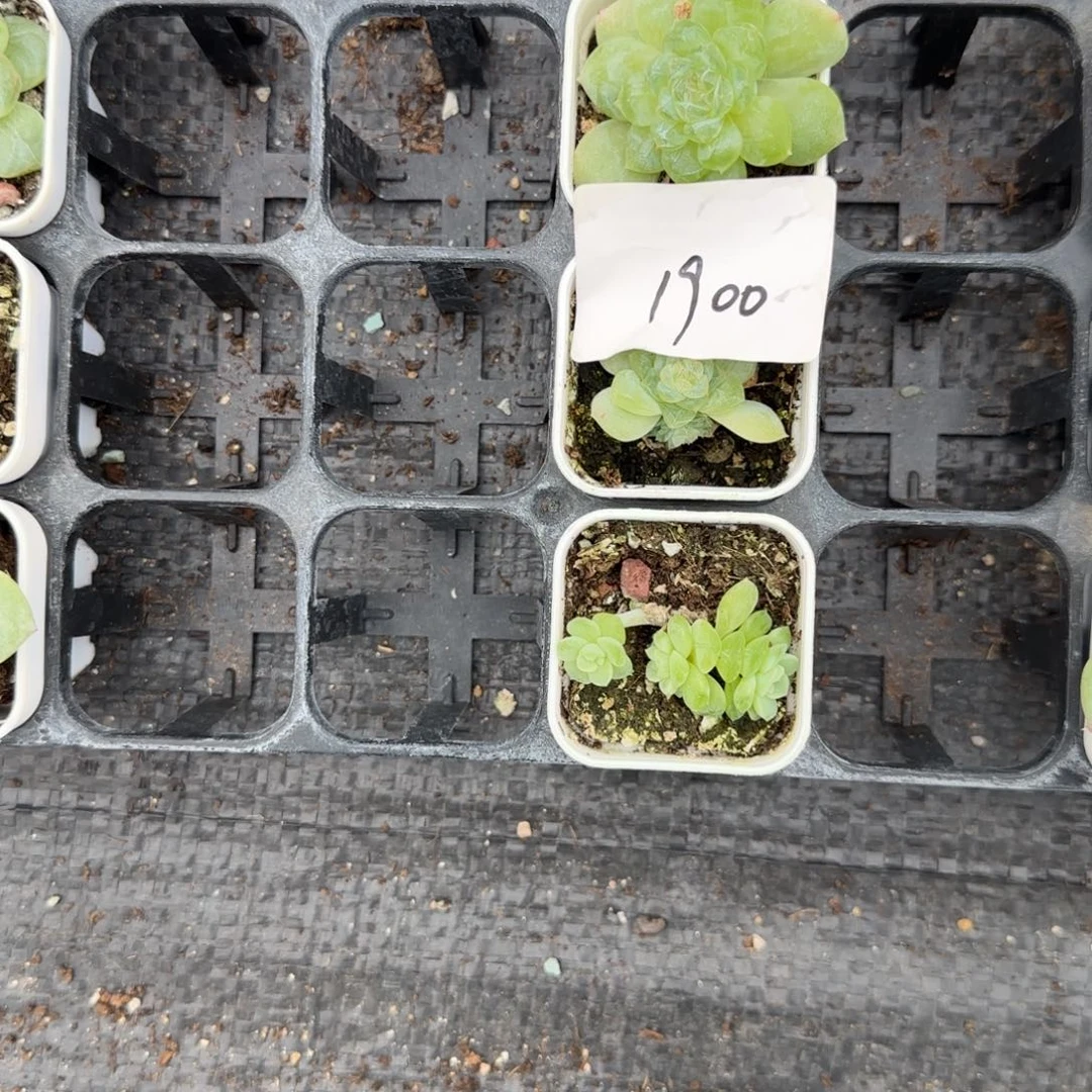 是***吖1900三个满20包邮