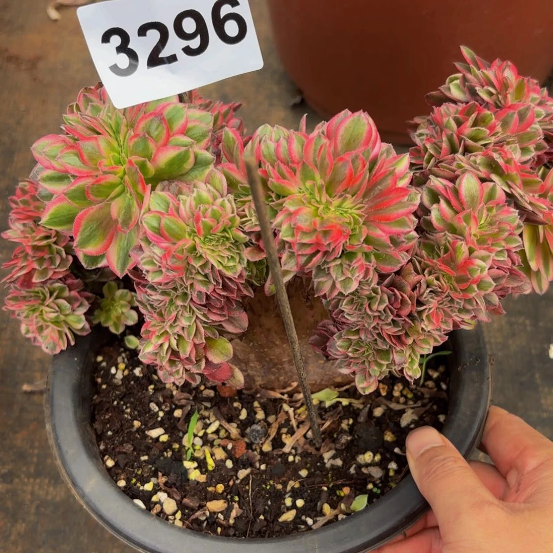 3296多肉植物倾城缀