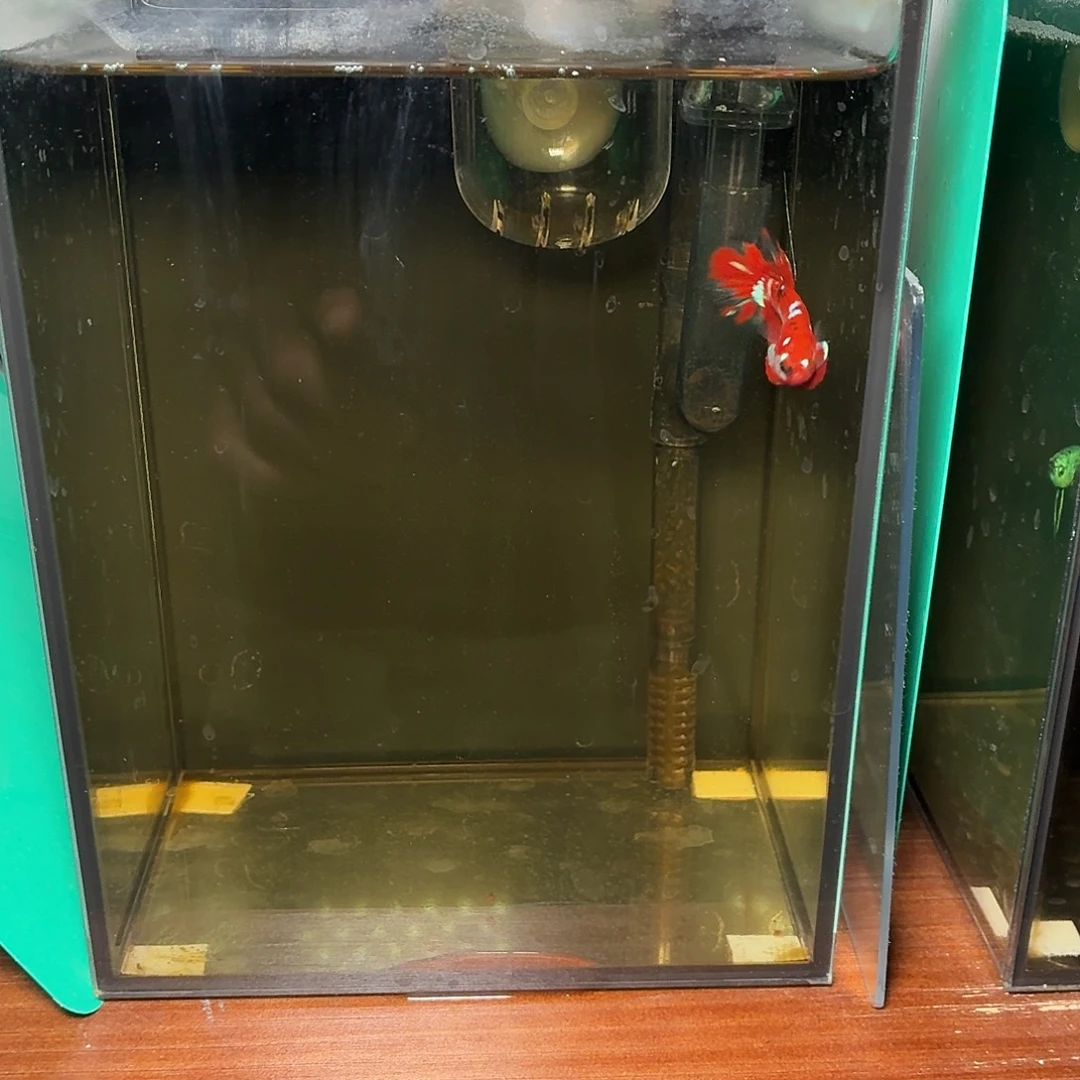 斗鱼彩金koi将军公鱼