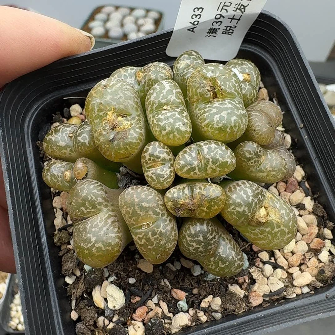 633多肉哈哈哈哈哈哈哈