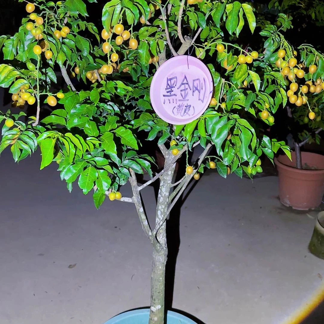 X***J无花朵果树111111111111