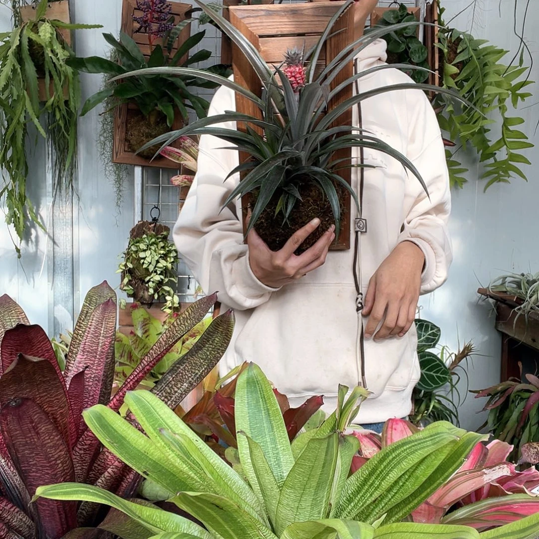 菠萝红色上板福利款78