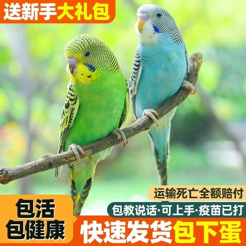 【直播专享】鹦鹉活鸟活物宠物鸟观赏鸟虎皮鹦鹉会说话会下蛋手养鸟