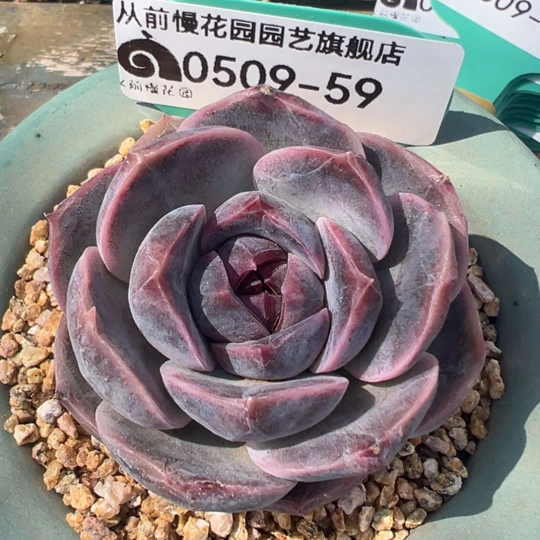 从前慢多肉精选编号0509.60