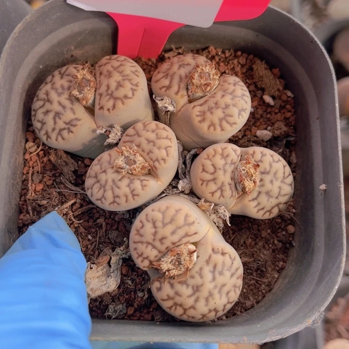 兔***静511号88888888888888