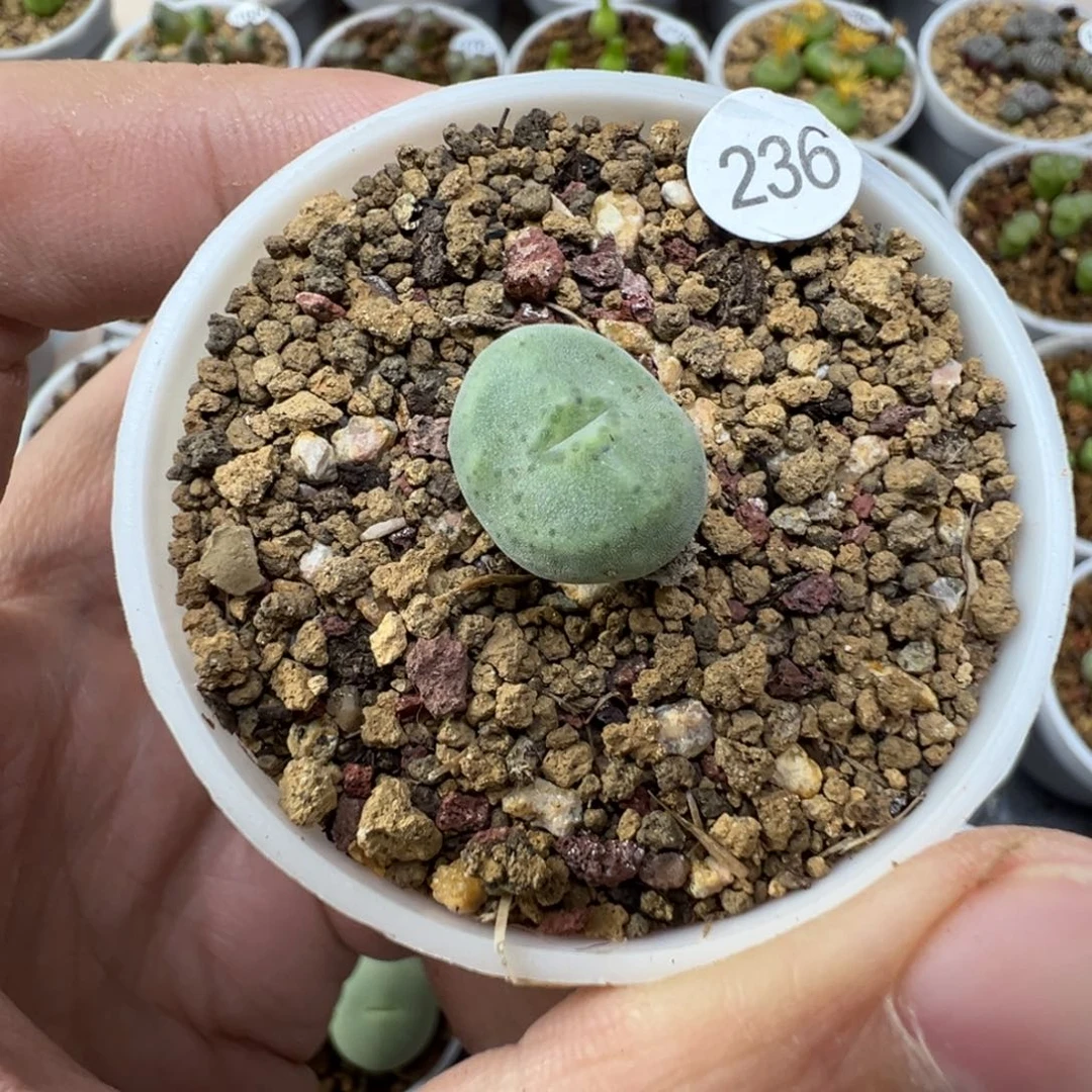 ****2绿豆糕一颗带盆土236000