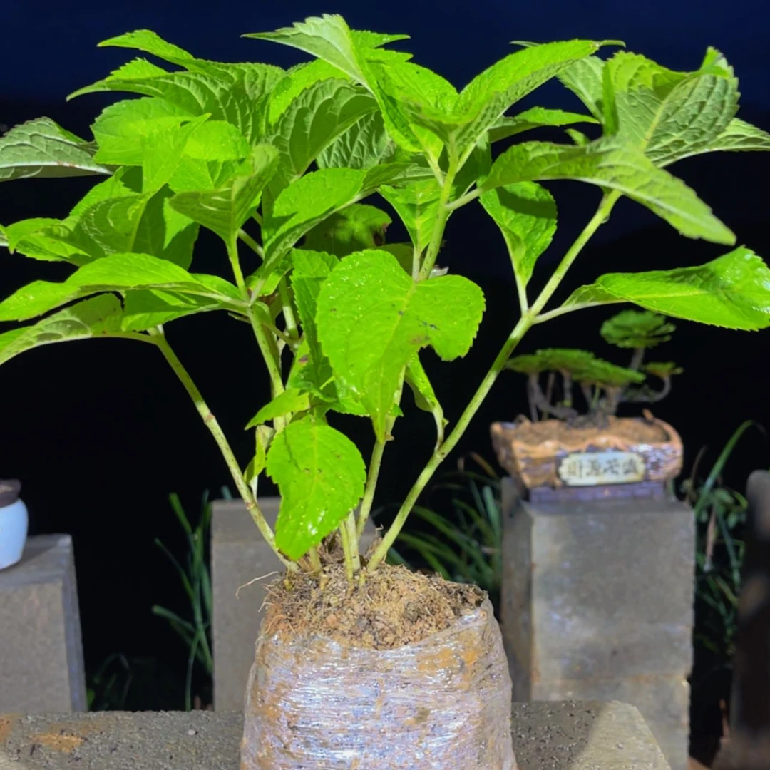 【闪购商品】完全开放