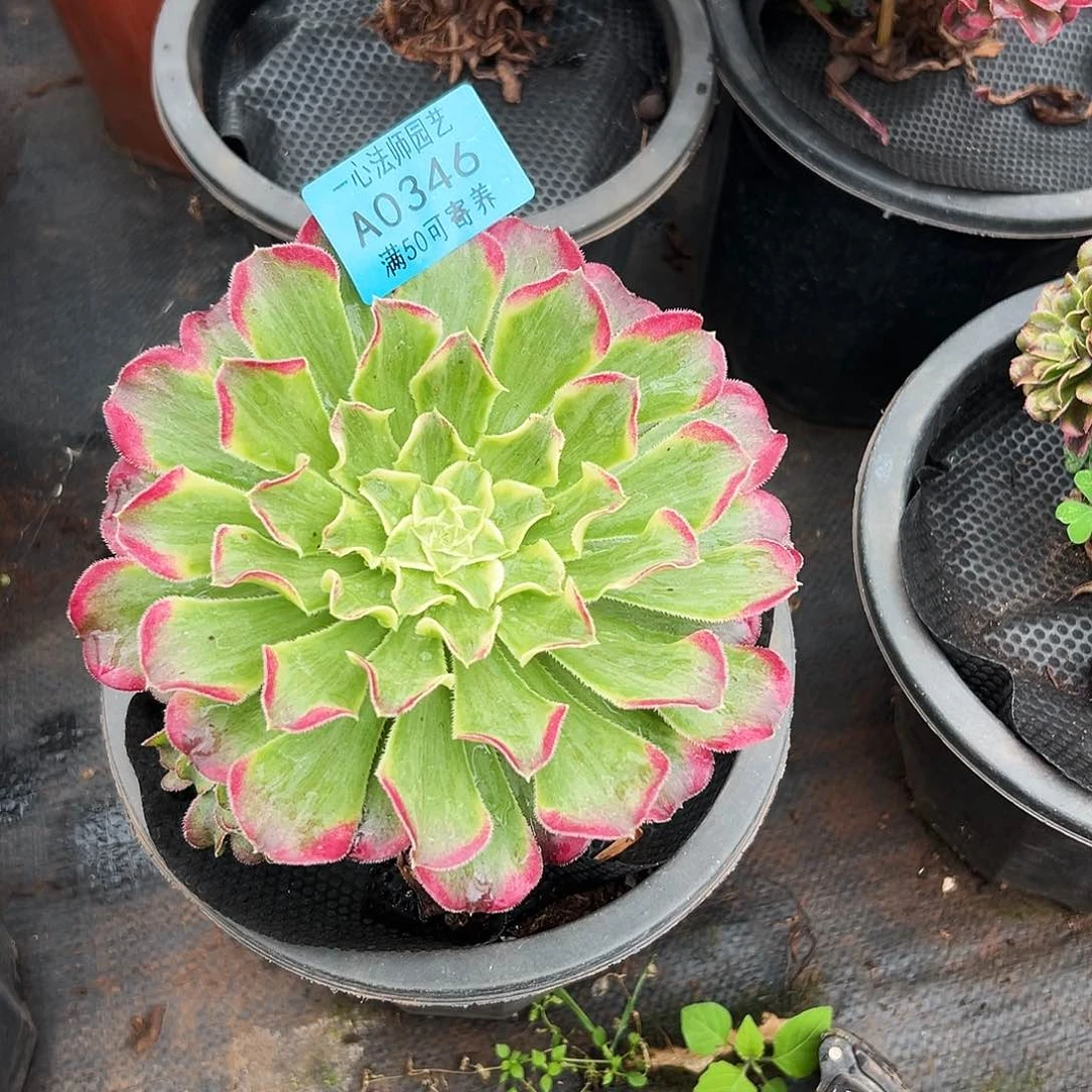 0346多肉植物、波澜