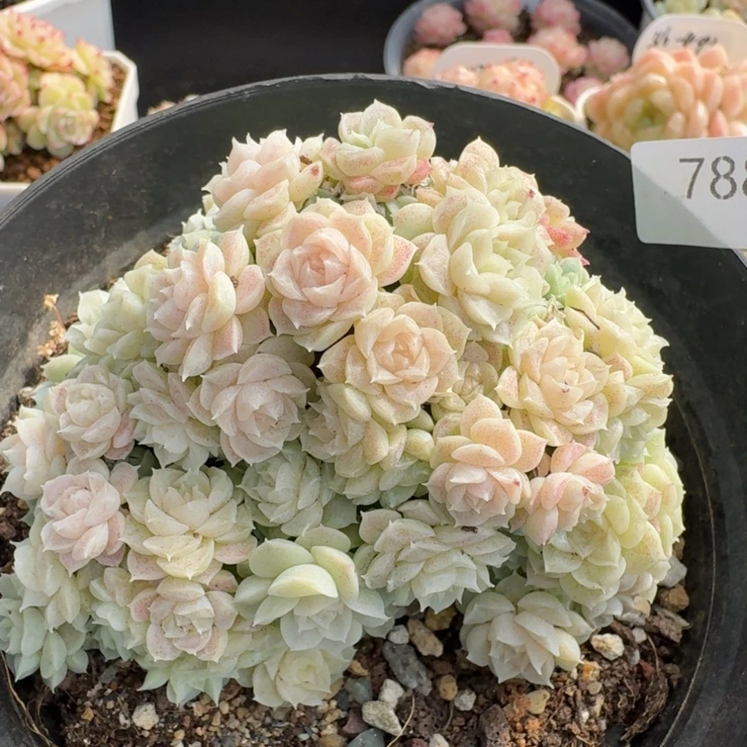 一物一拍一物一拍12-14-788