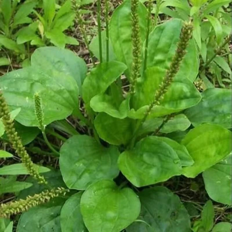 新鲜现采现挑选车钱草正宗包邮新鲜车前草整颗发货泡茶车前草