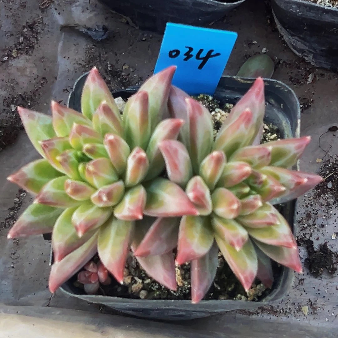 桔云多肉美人精品系列