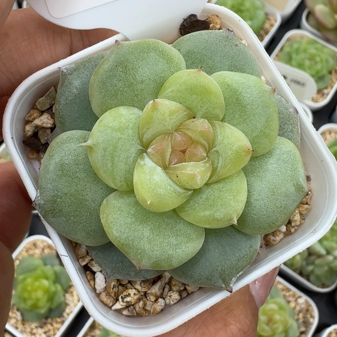 0823-041-白玉珍妮