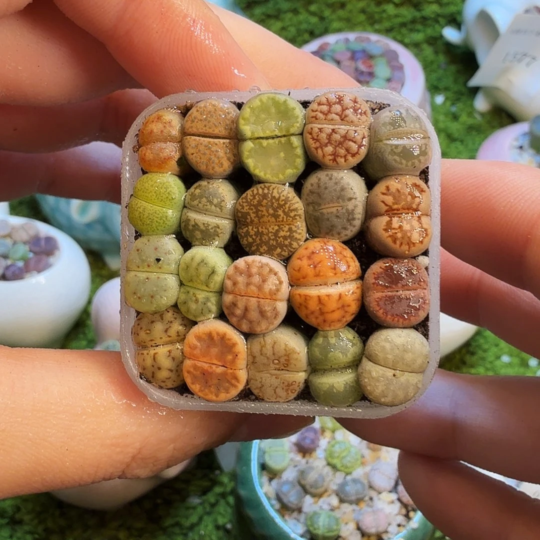 多肉葡萄的味道真的是1580