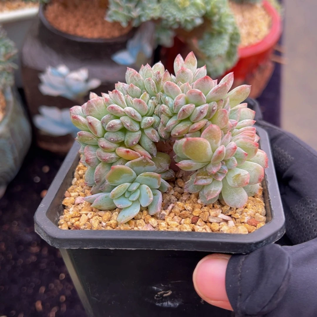 天天开心 粉琥珀缀