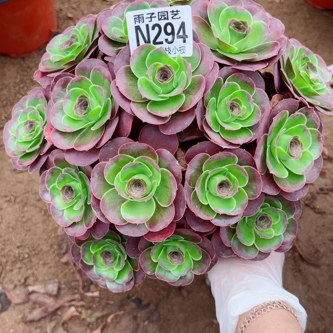 294魅金玫瑰尺寸25左右