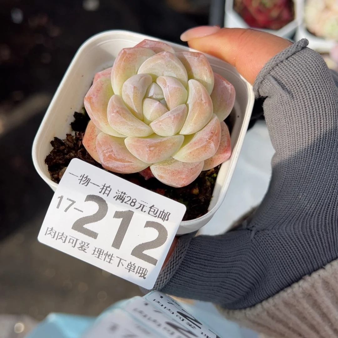 冰玉，多肉多肉多肉多肉