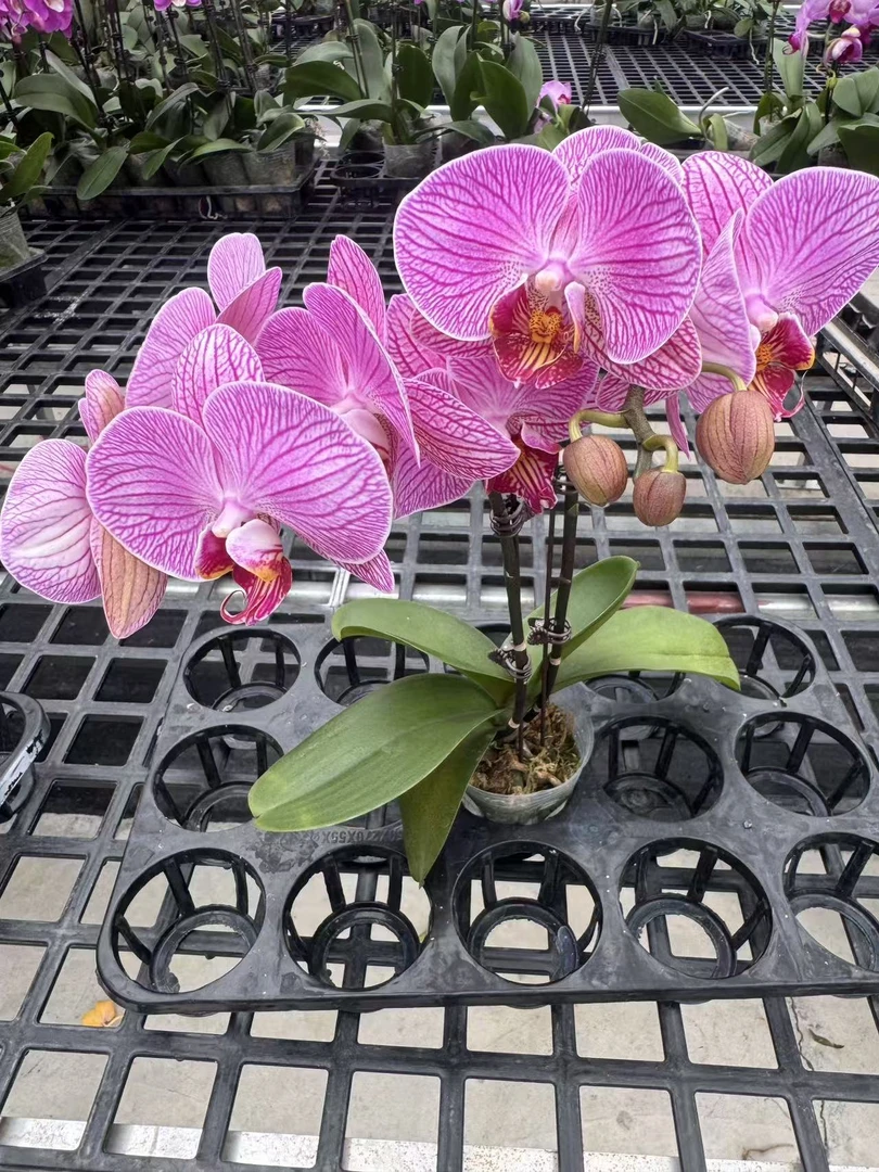 蝴蝶兰【玉玲珑双】鲜花盆栽室内观赏花花佛山基地直发好养易活