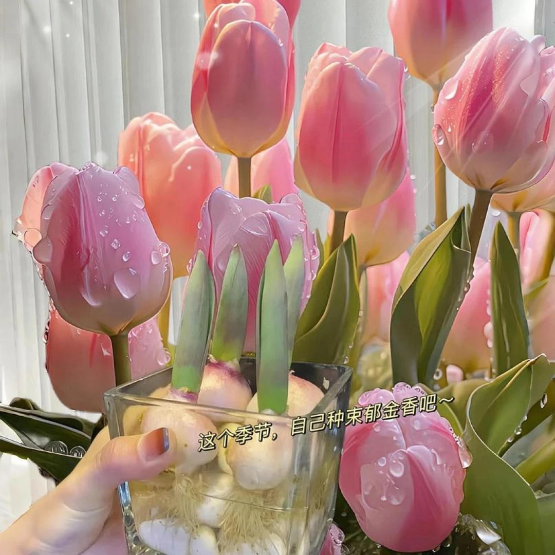 海蒂的花园水培郁金香种球大球多色可选水培土培室内室外阳台花卉