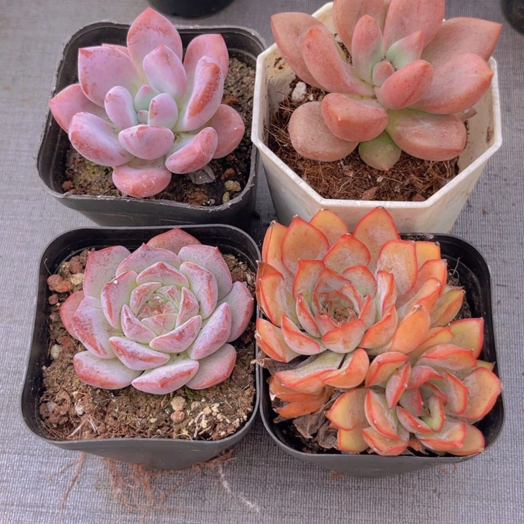 奥普。桃花源。 粉恋。菲欧娜