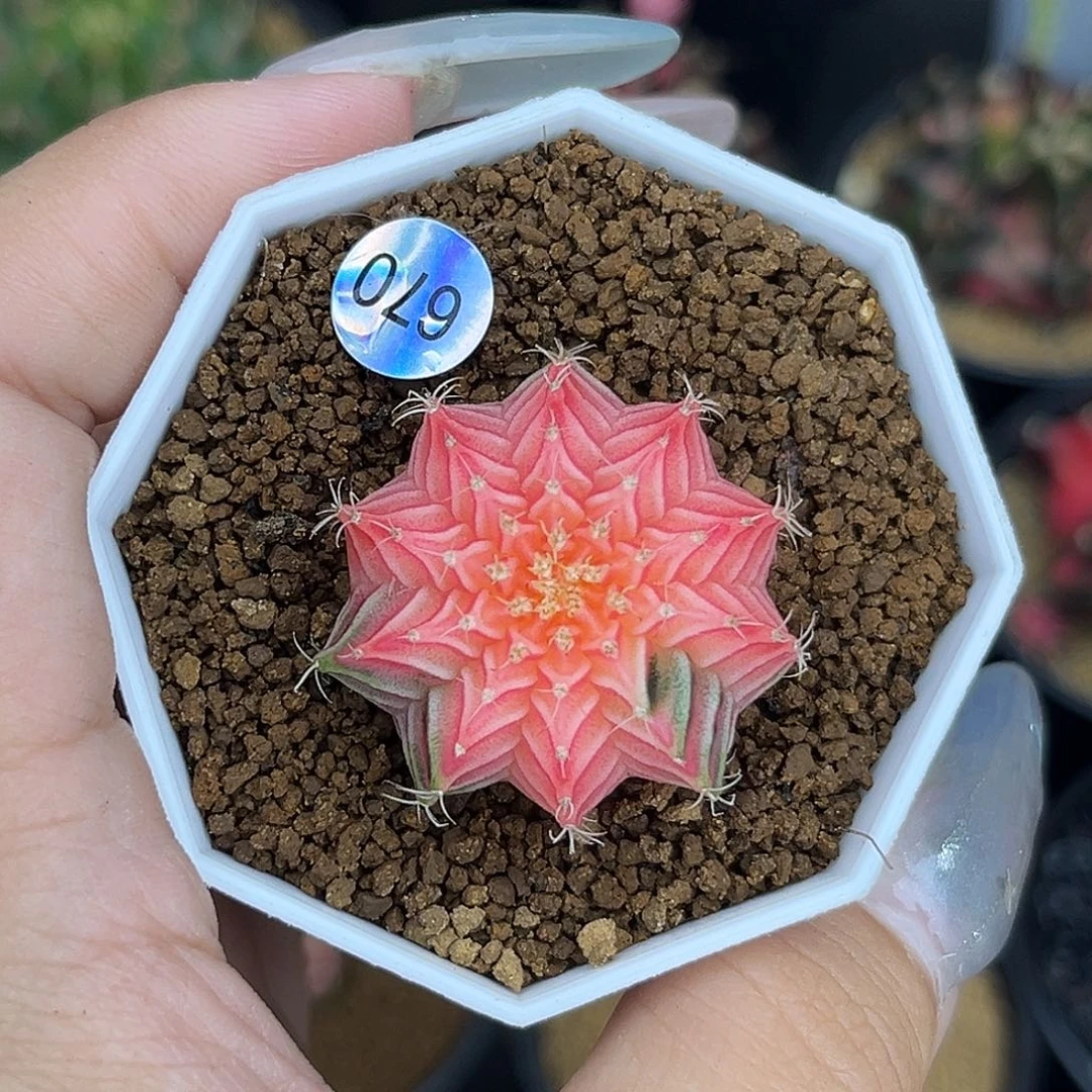 陶*670   带盆土发货