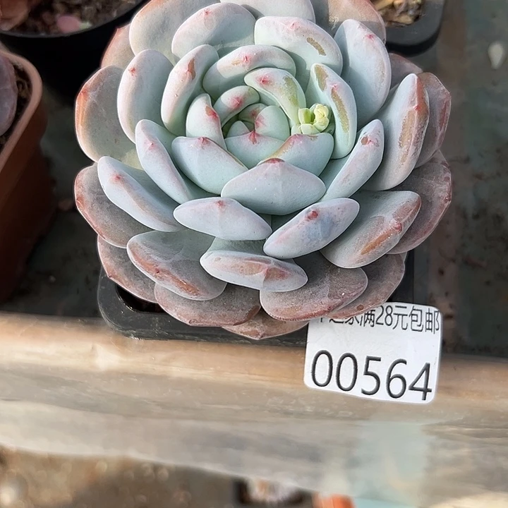 幸运儿的故事也是很有意思