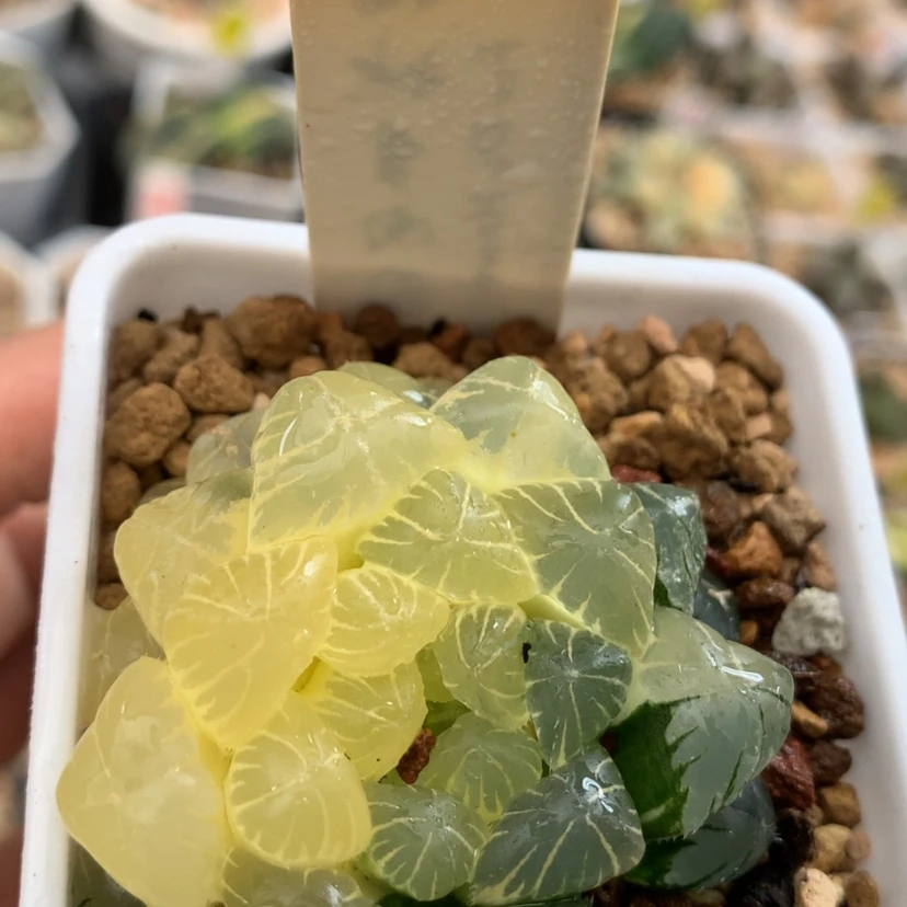 【闪购商品】5.7实生玉露