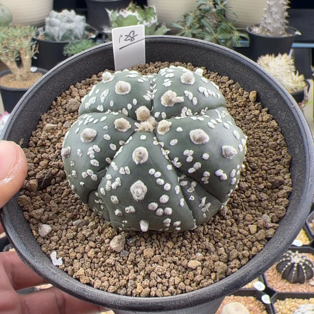 复棱兜5.3一物一拍