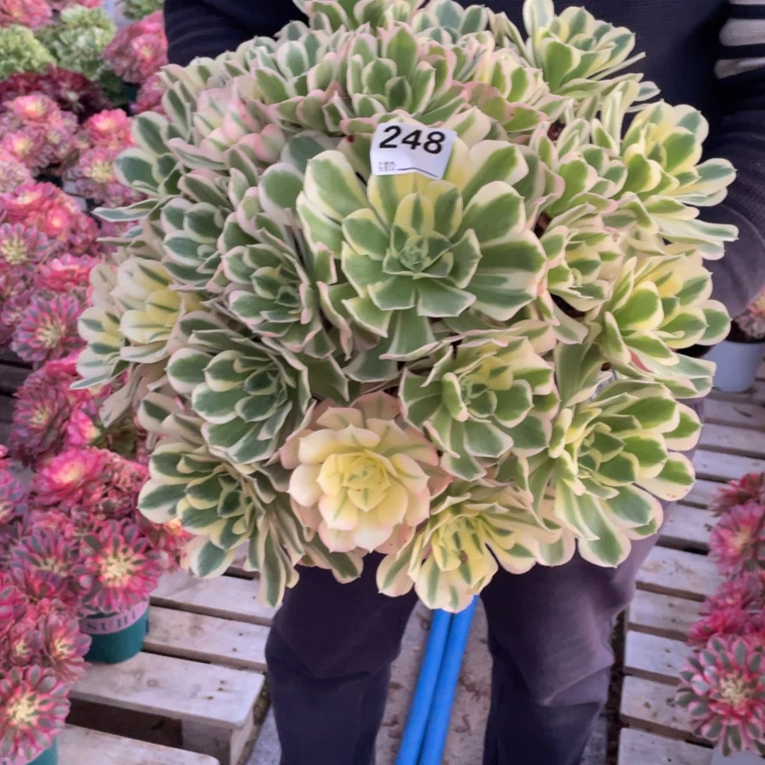 八*后248白凤多肉植物