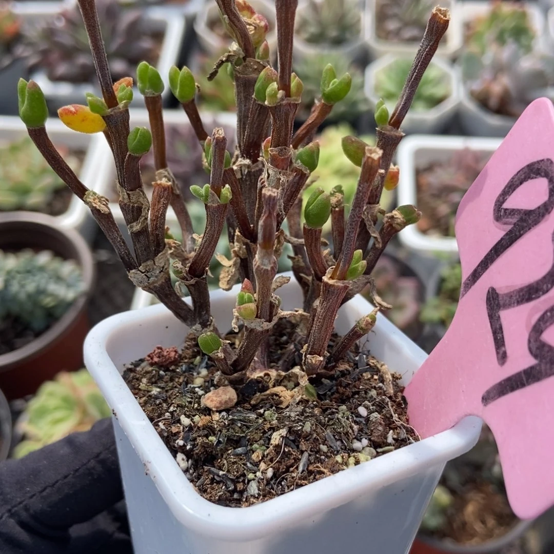 929小兔子多肉植物