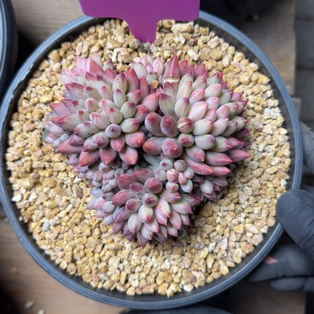 虞美人1111111111111111111111