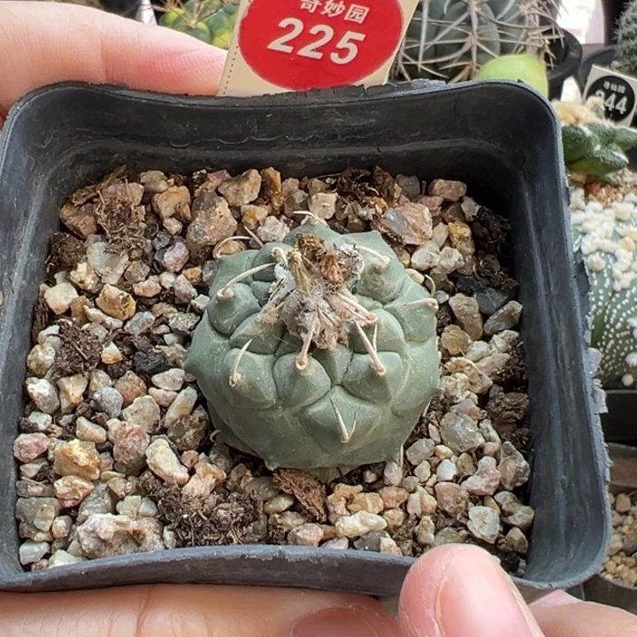 实生南格瑞特娇丽3.2cm