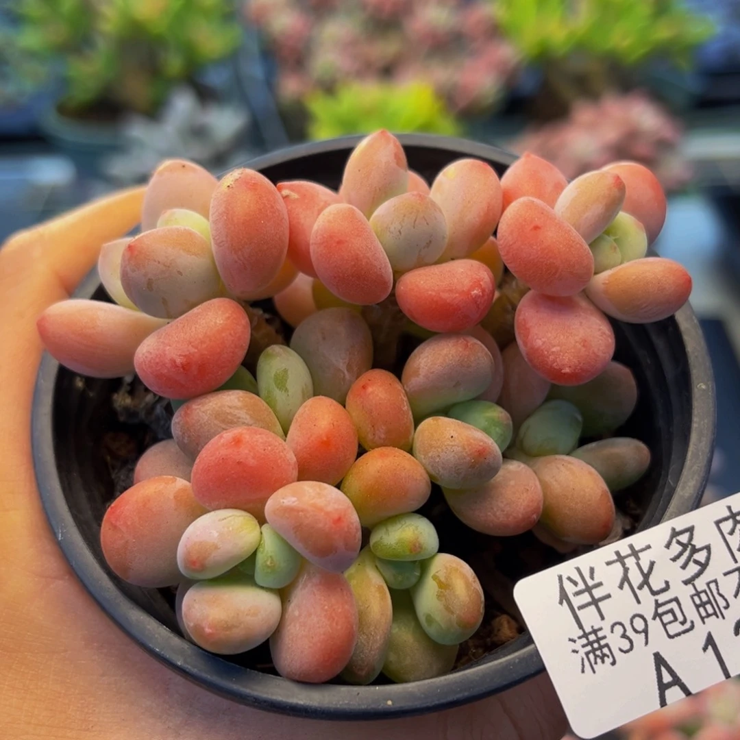 1204-橘子香水洛神多肉6cm