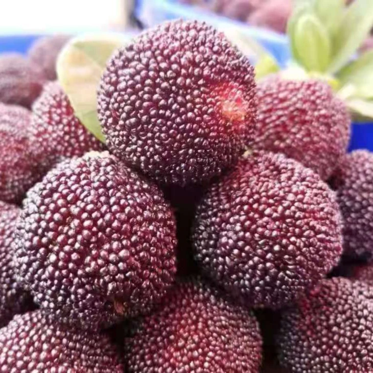 【顺丰/京东空运】福建浮宫杨梅东魁新鲜水果1-5斤福建省杨梅同城送新鲜杨梅福建省