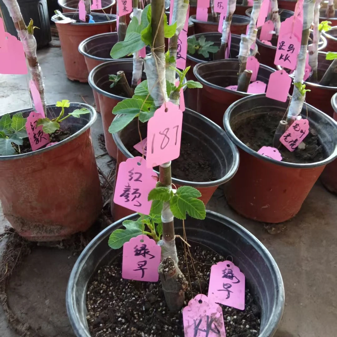 一树多品景乐果高级感绿植盆栽