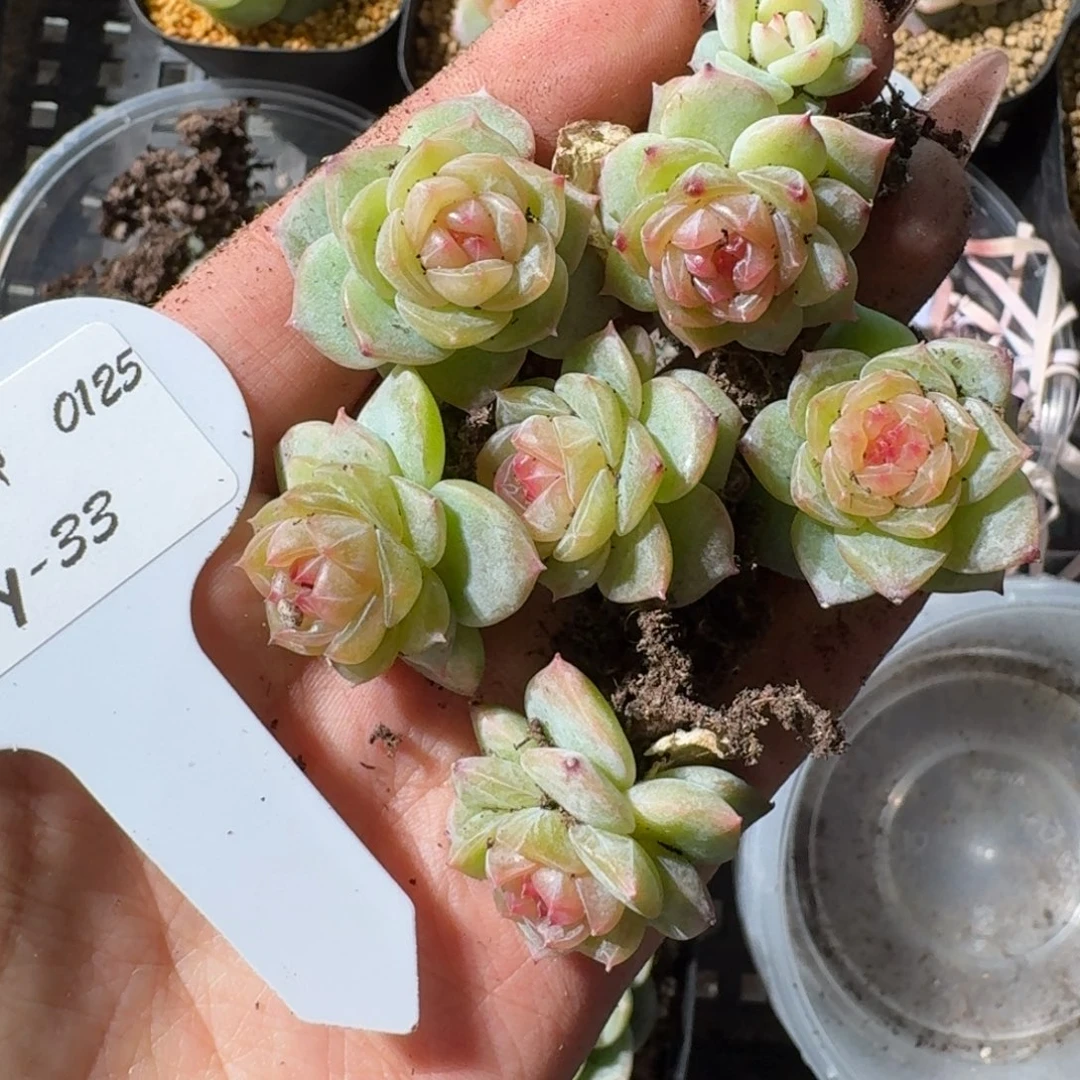 0125-033-编号鼻嘎一颗量拍
